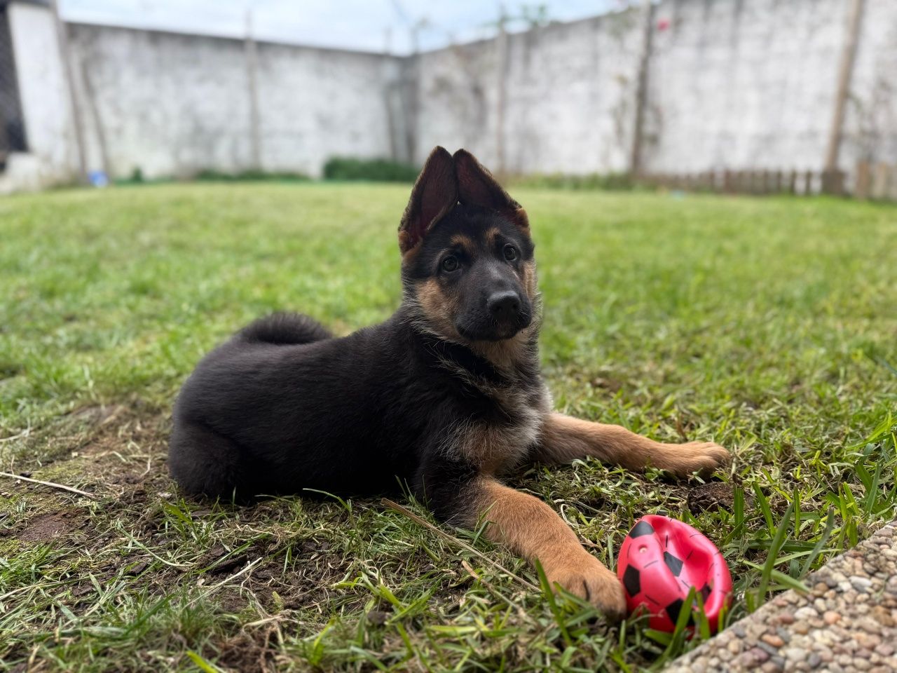 Cachorro Pastor Alemão femea Top,  Canil casa do vergel" com Lop e Afi