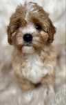 Cavapoo. Dziewczynka