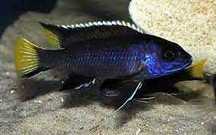 GB MALAWI Acei Pseudotropheus acei Itungi(ciemny) pyszczak