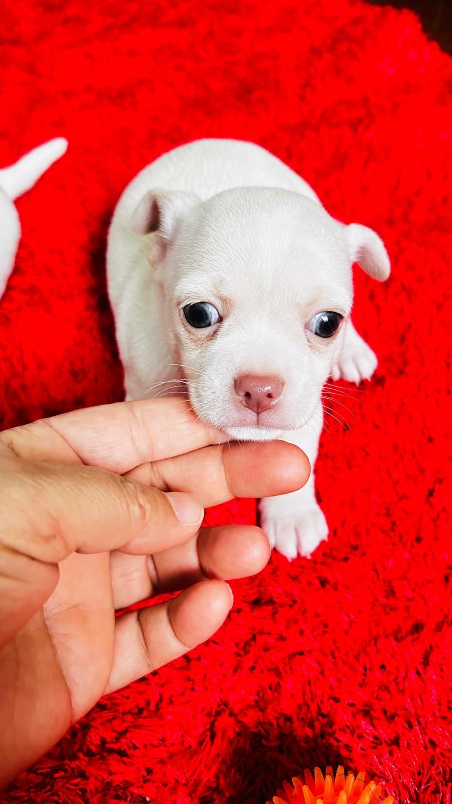 Chihuahua macho mini