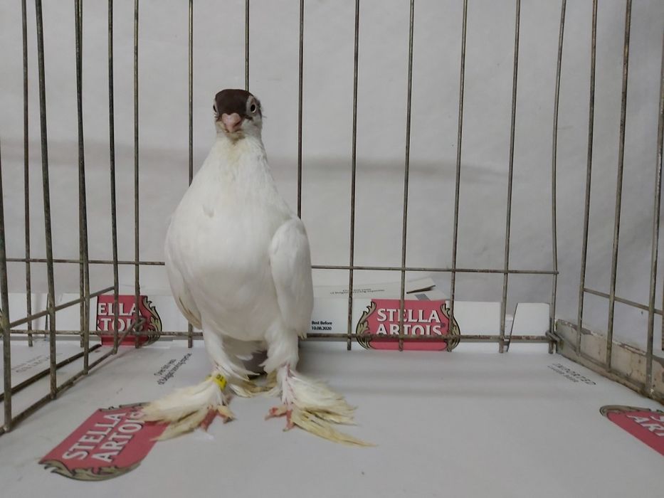 Gołębie Krymki Białostockie