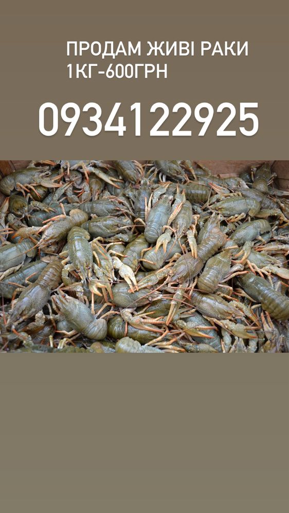 Продам живі раки 600грн-кг, тел на фото