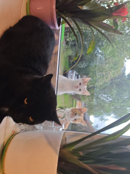 Oddam kotki w dobre ręce