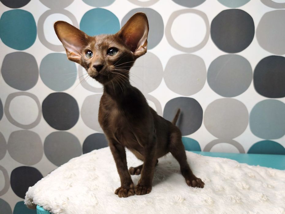 Kot Orientalny, Kocurek Rodowodowy Babble Trouble*PL Dakar