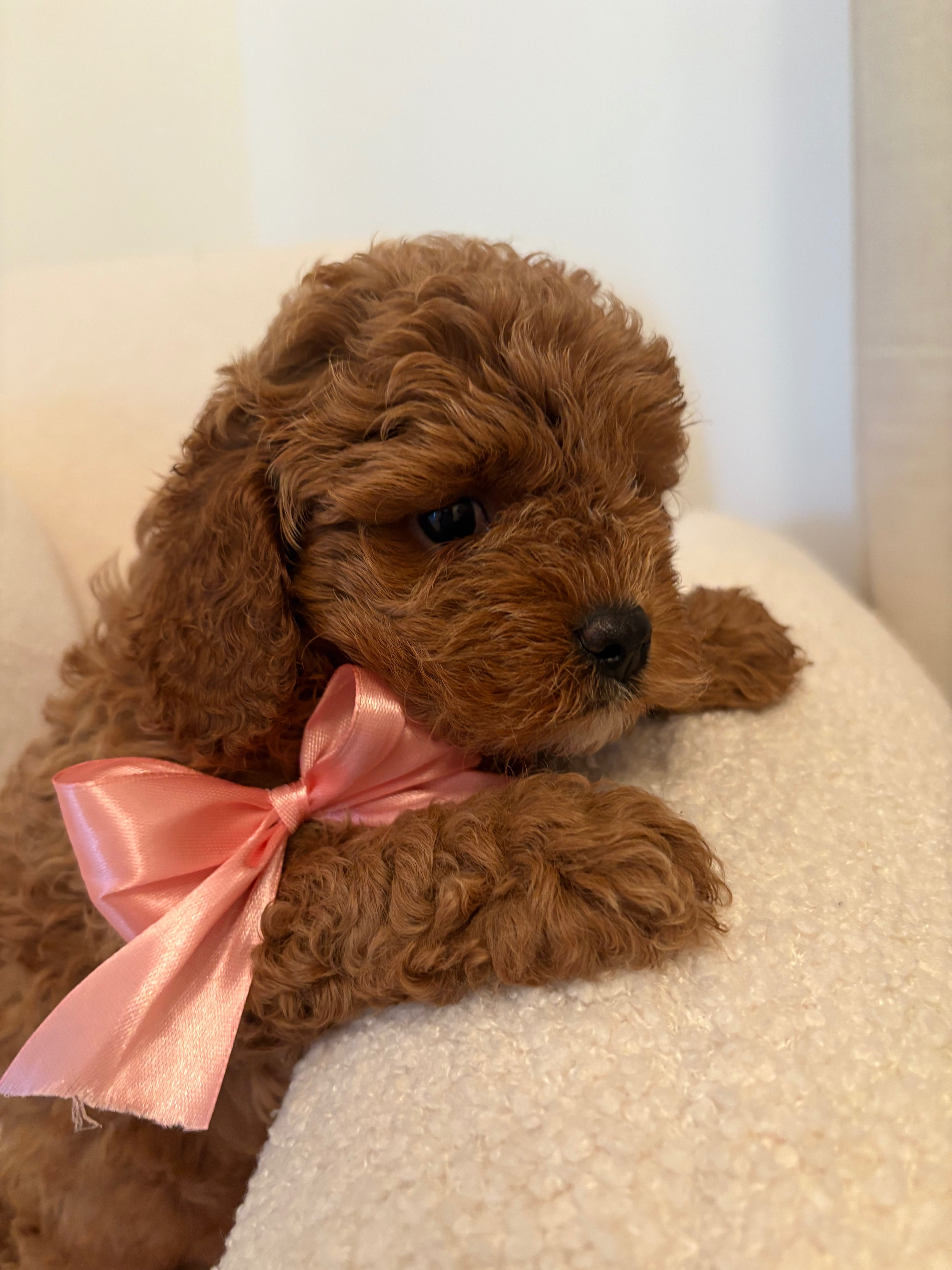 Cavapoo suczka red