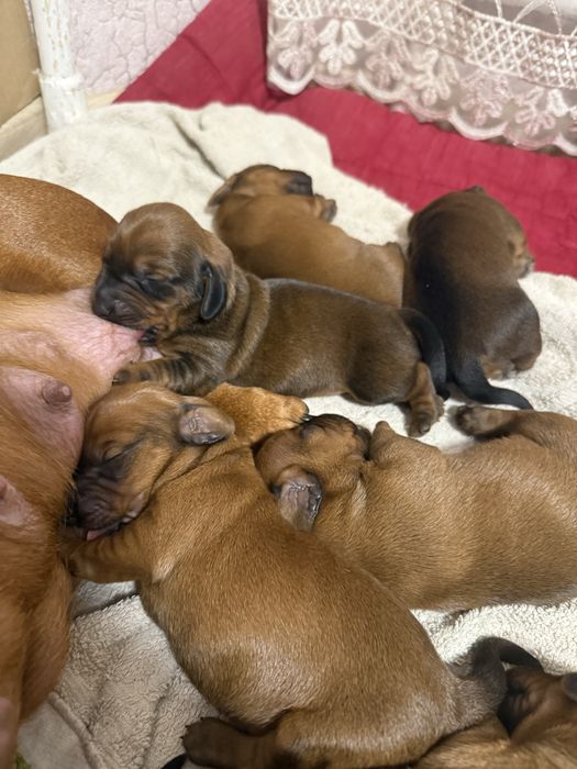 Цуценята такси стандарт