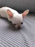 Chihuahua miniatura