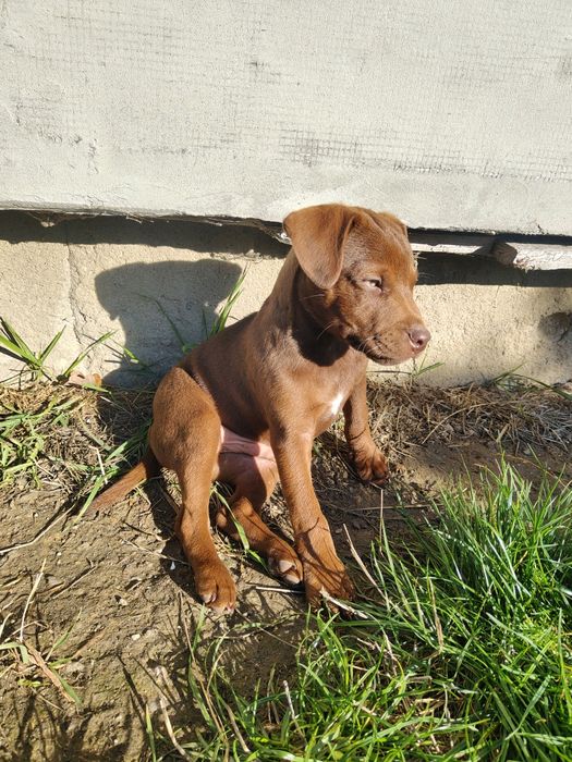 Patterdale terrier Zkwp FCI