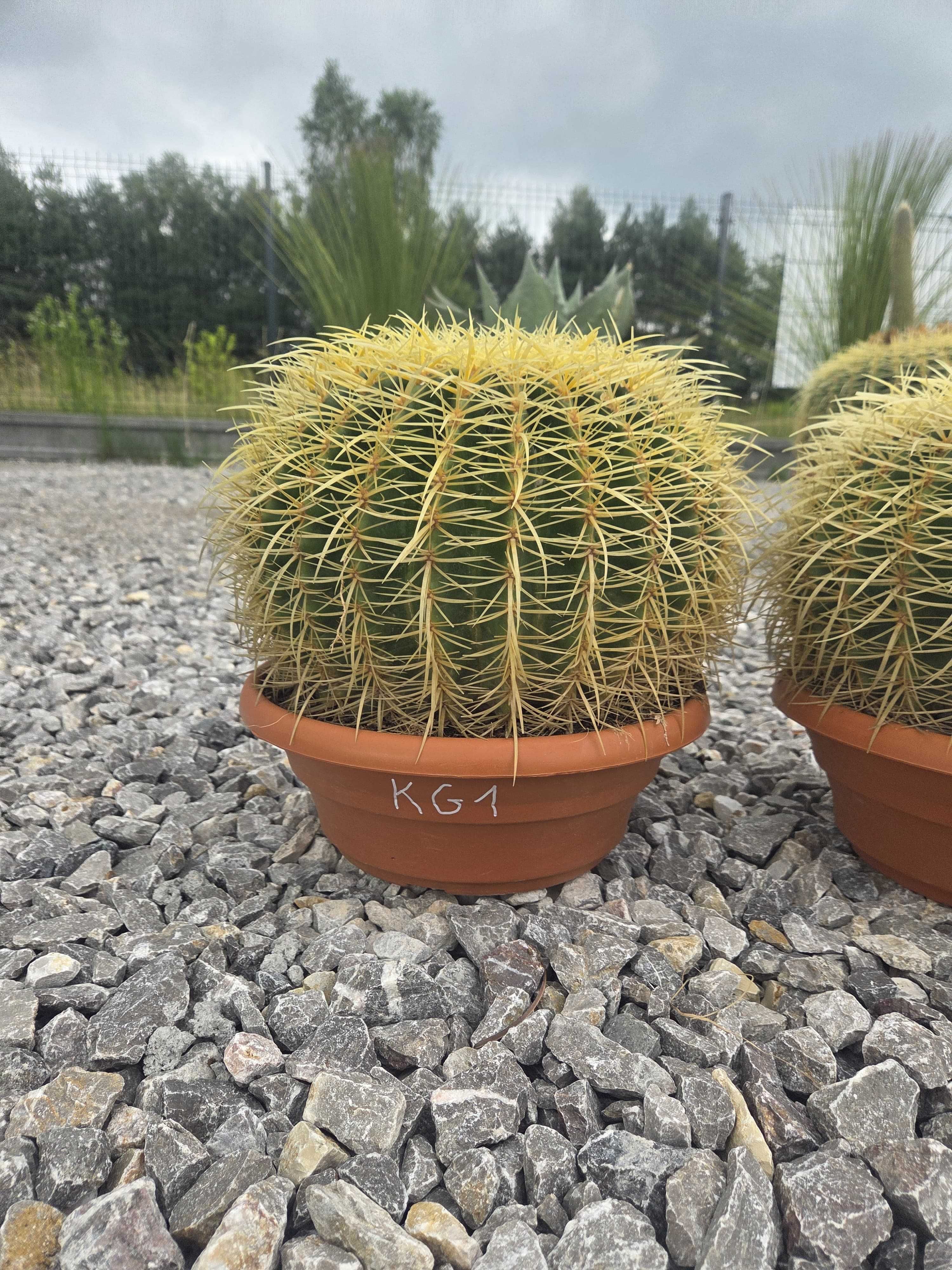 Echinocactus grusonii Kaktus Grusona