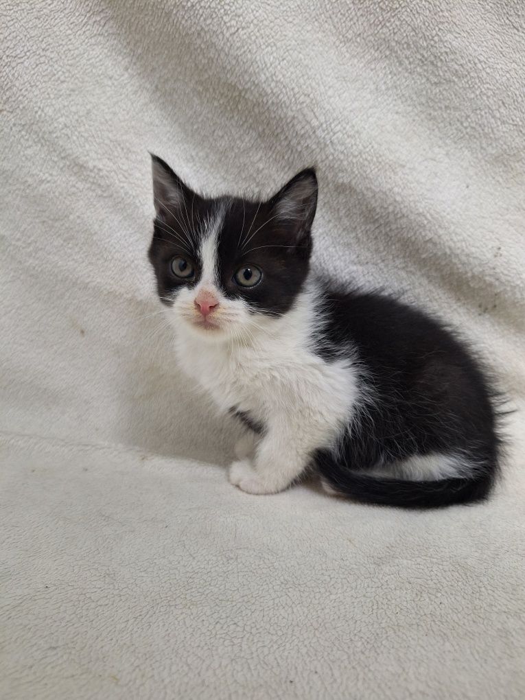 Kocurek do adopcji