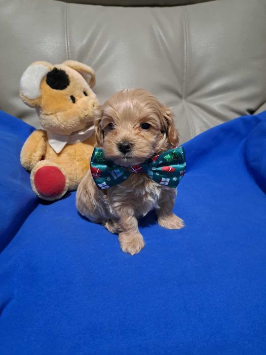 Maltipoo piękny malutki piesek