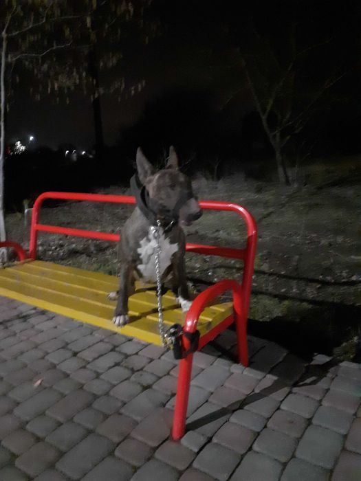 Дресирування собак!!!