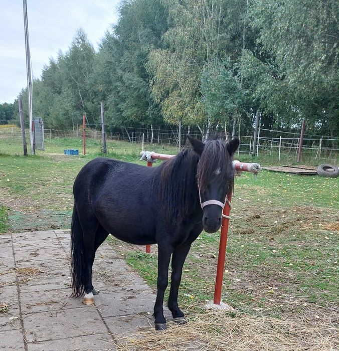 Kucyk wałach śliczny - Bardzo łagodny