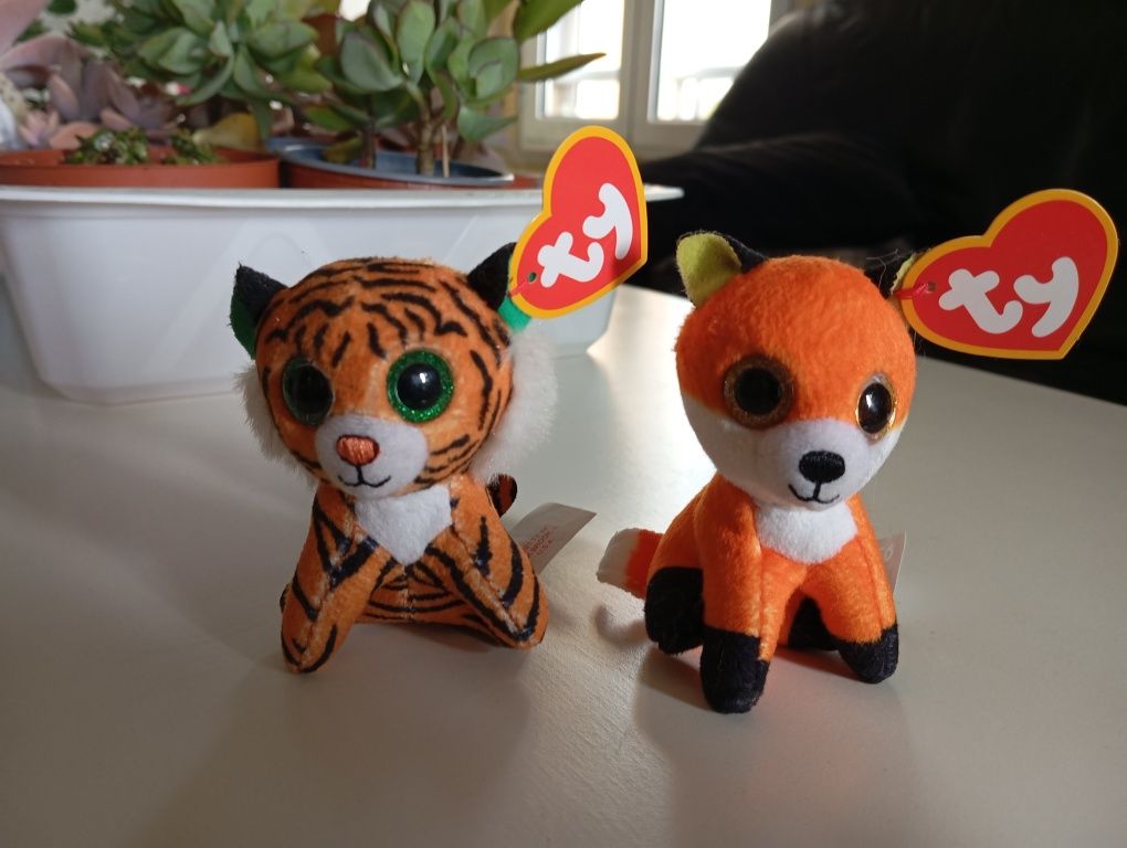 2 pets novos felinos