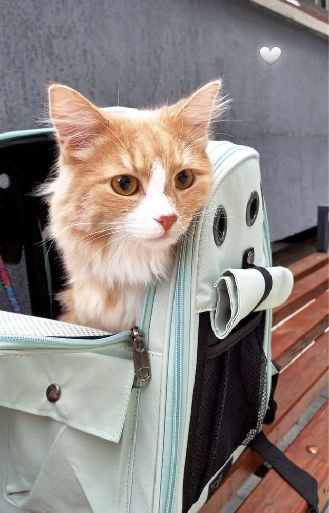 Знижка! Рюкзак переноска для кота, собаки, сумка для животных