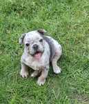 Buldog Francuski