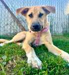 Cudowna Kajka gorąco poleca się do adopcji:)