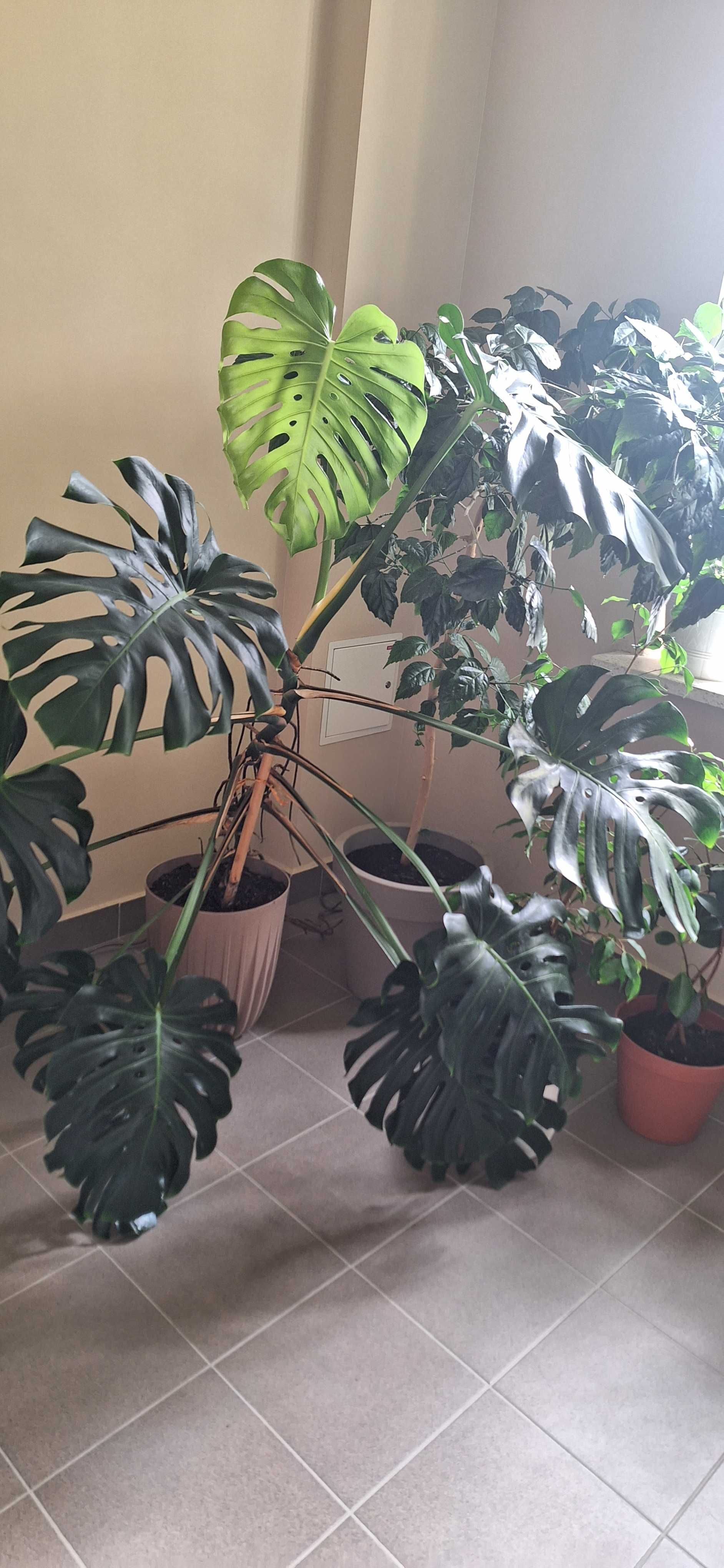 Monstera bardzo duża