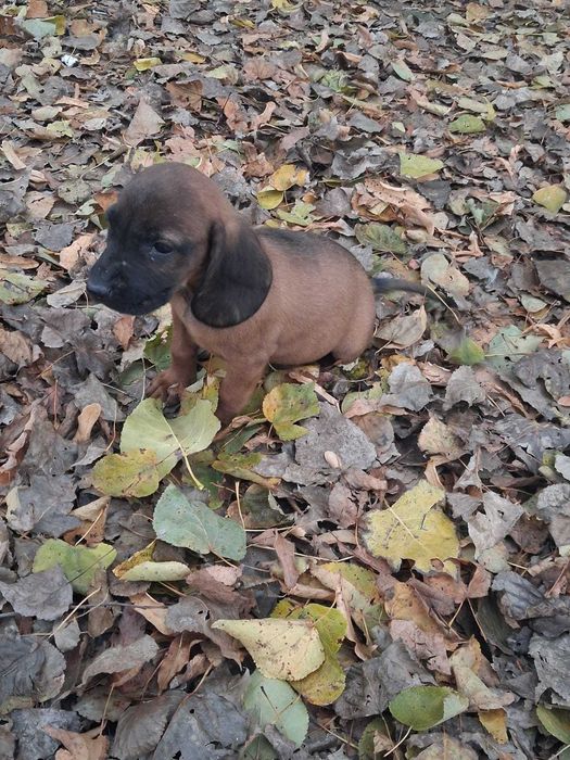 Posokowiec Bawarski szczeniak