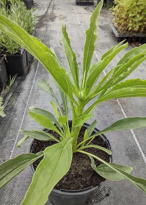 Jeżówka 'Parrot' Echinacea