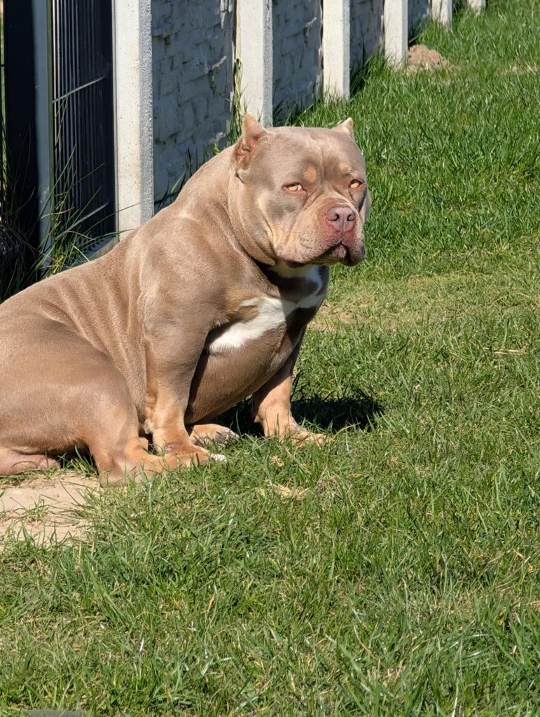 American bully piesek