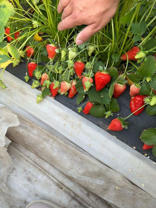 Саженцы винограда – редкие и популярные сорта! Клубника