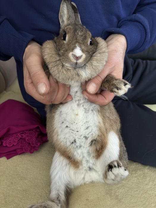 Oddam kroliczka w dobre rece