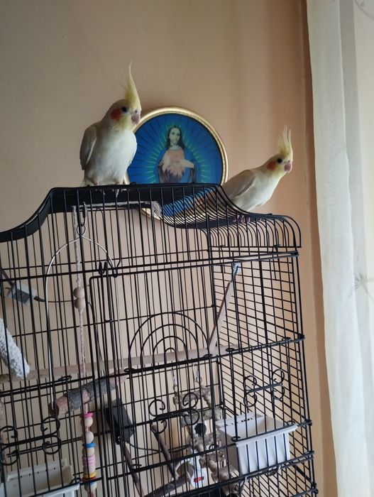 Sprzedam papugi nimfy z jlatka