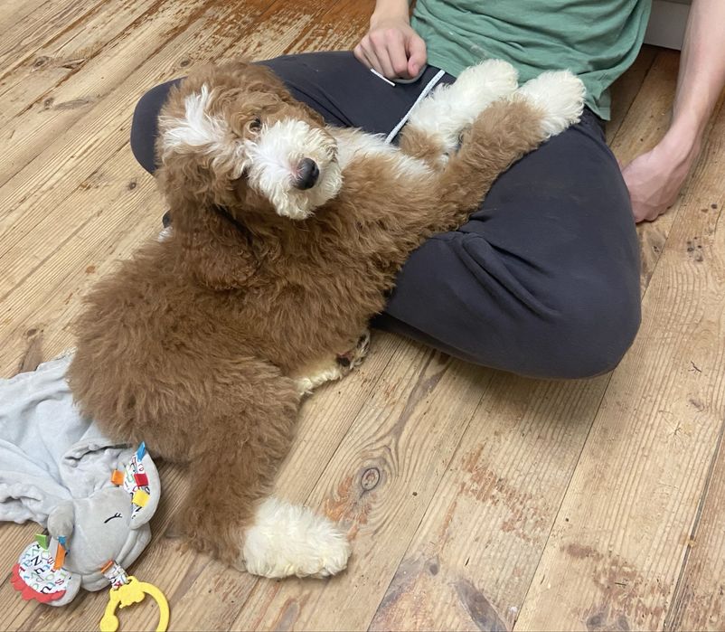 Pudel standardowy, standard, królewski, suczka