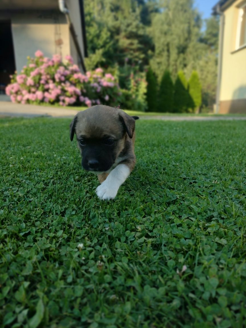 Oddam szczeniaki za darmo