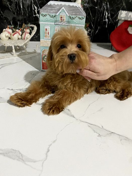 Мальтіпу хлопчик F1