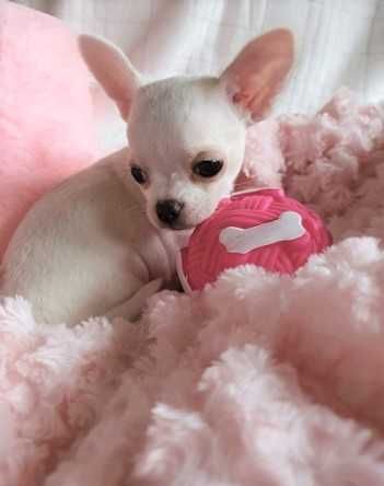 Chihuahua **Super mini**Piesek z Rodowodem. Biel-Cream.