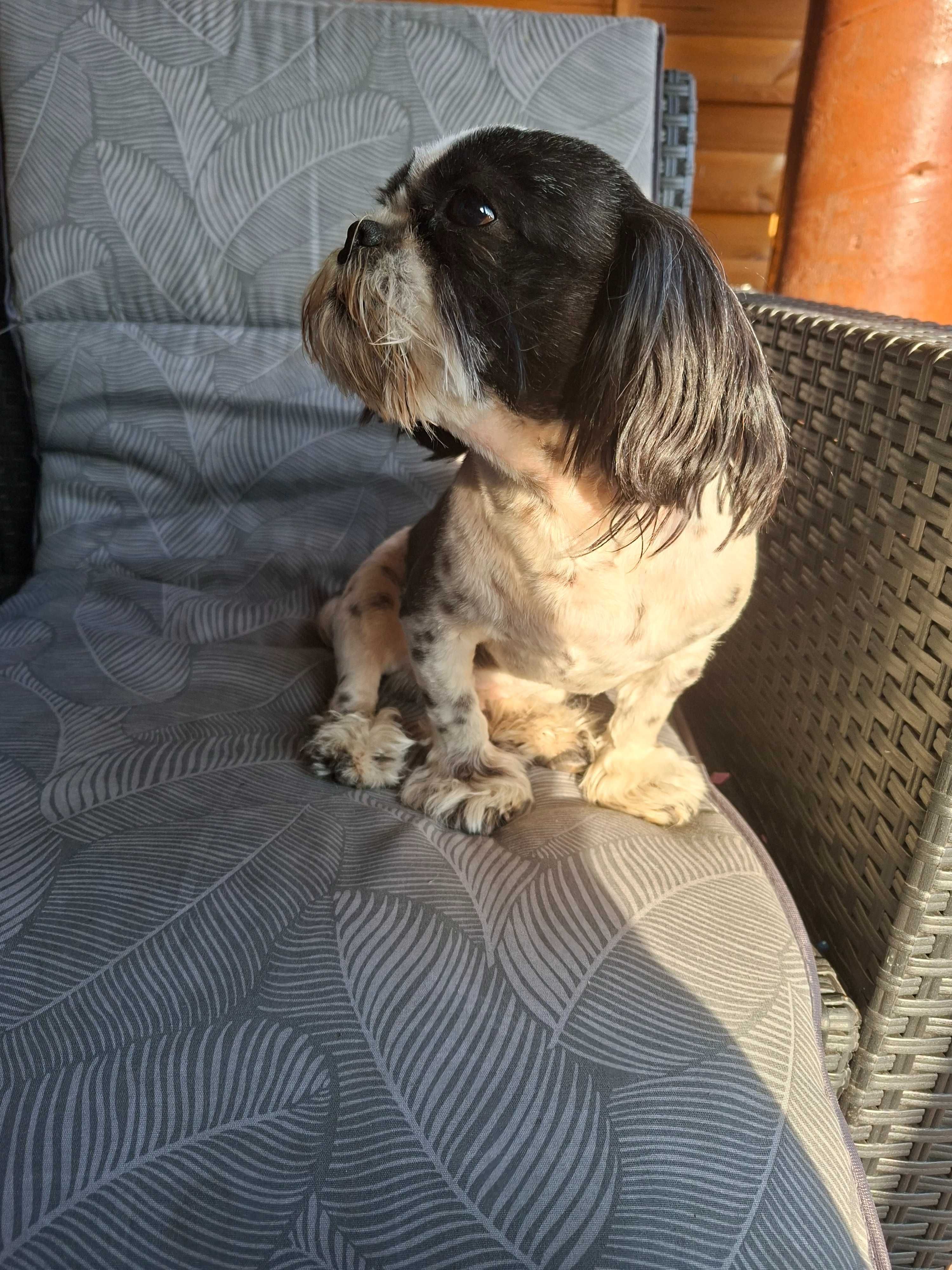 Sprzedam rocznego pieska Shih tzu