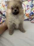 Szpic miniaturowy pomeranian