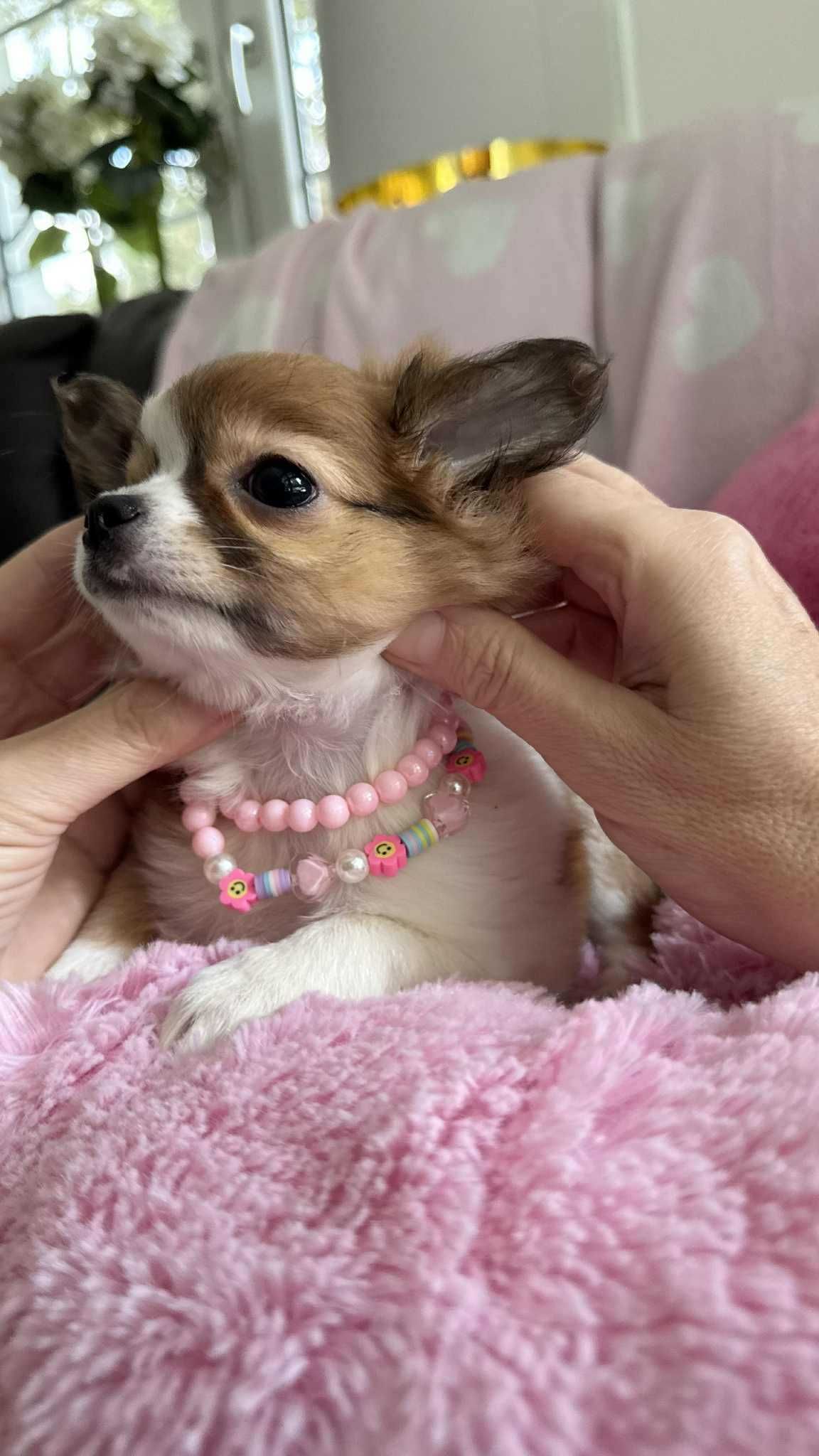 Piękna Dziewczynka Chihuahua z Rodowodem**Super Mini** do 1,6kg.