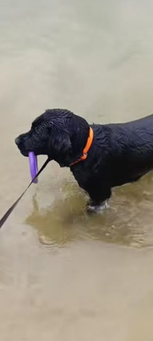 Лабрадор чорна...