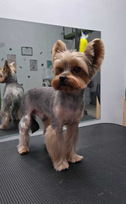 Грумінг домашніх тварин