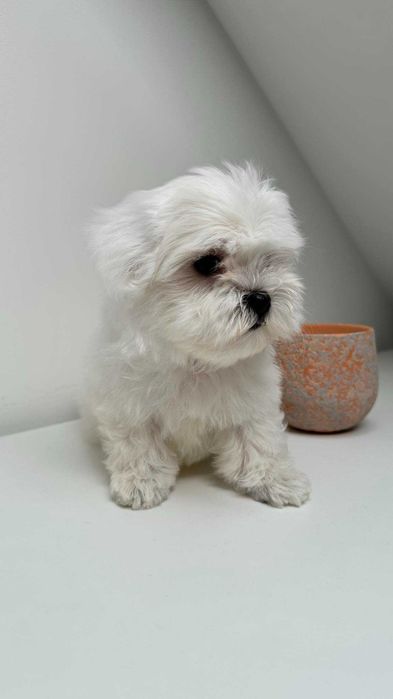 Piękna Suczka z Metryka. Maltańczyk. Mini. Do odbioru.