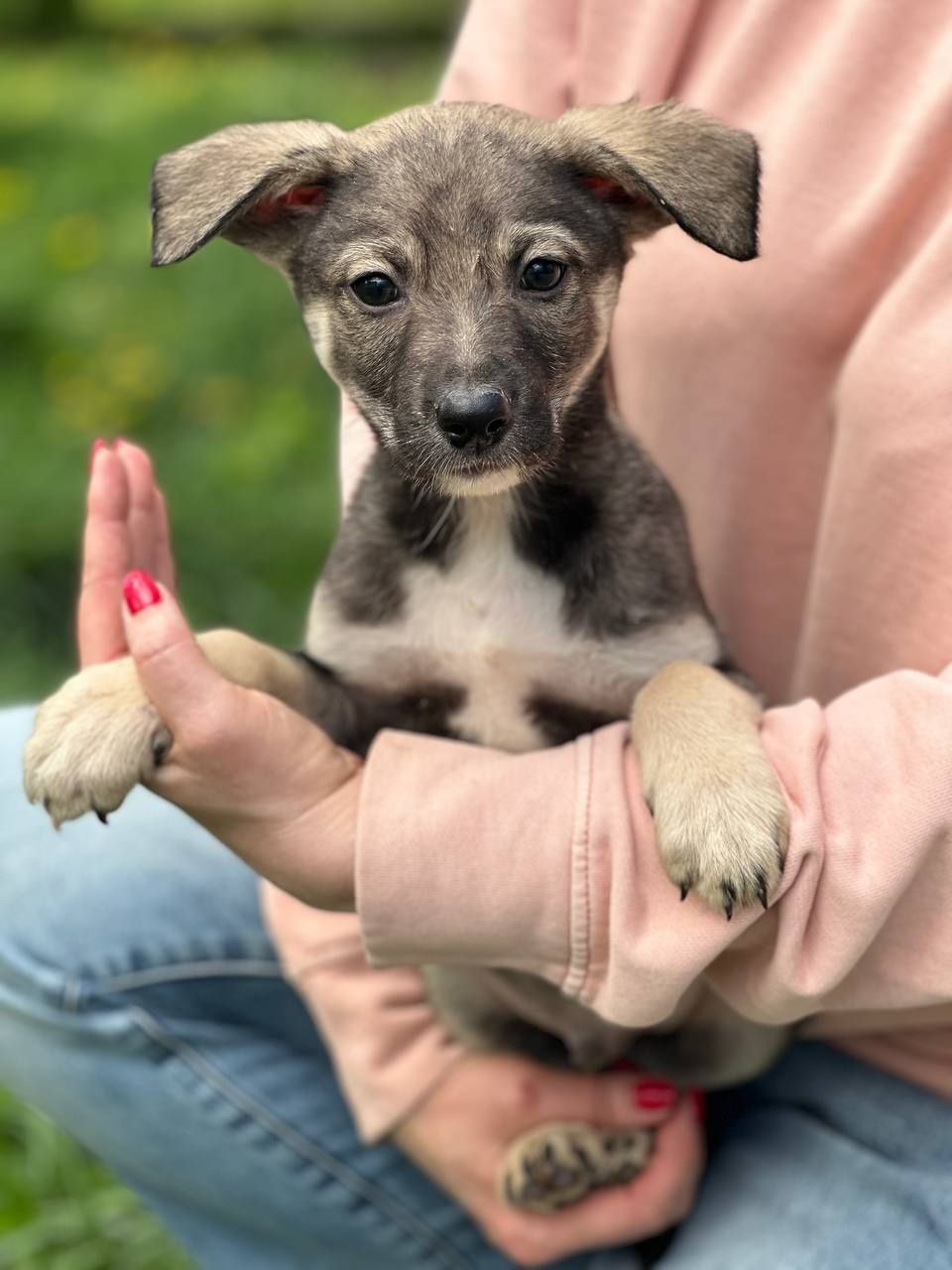 Цуценя. Хлопчик. 3 місяці.