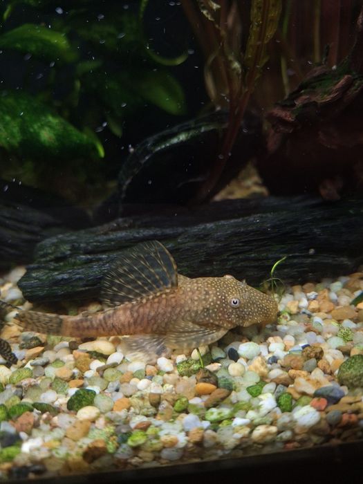 2x Zbrojnik Glonojad Dobrana parka