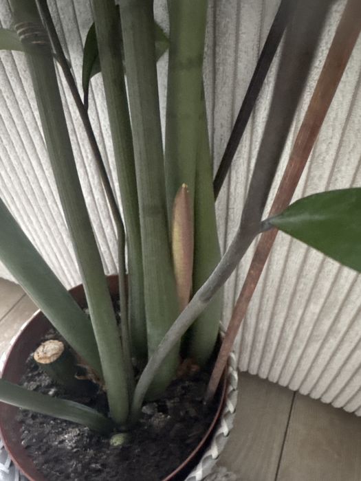 Zamioculcas 100cm zdrowy