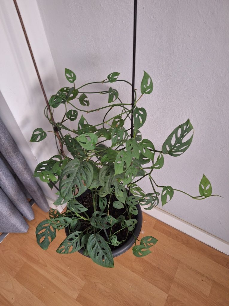 Monstera monkey 65cm