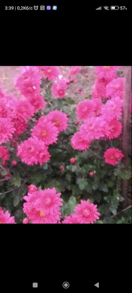 Хризантеми ранні і  пізні  білі рожеві,фіолетові