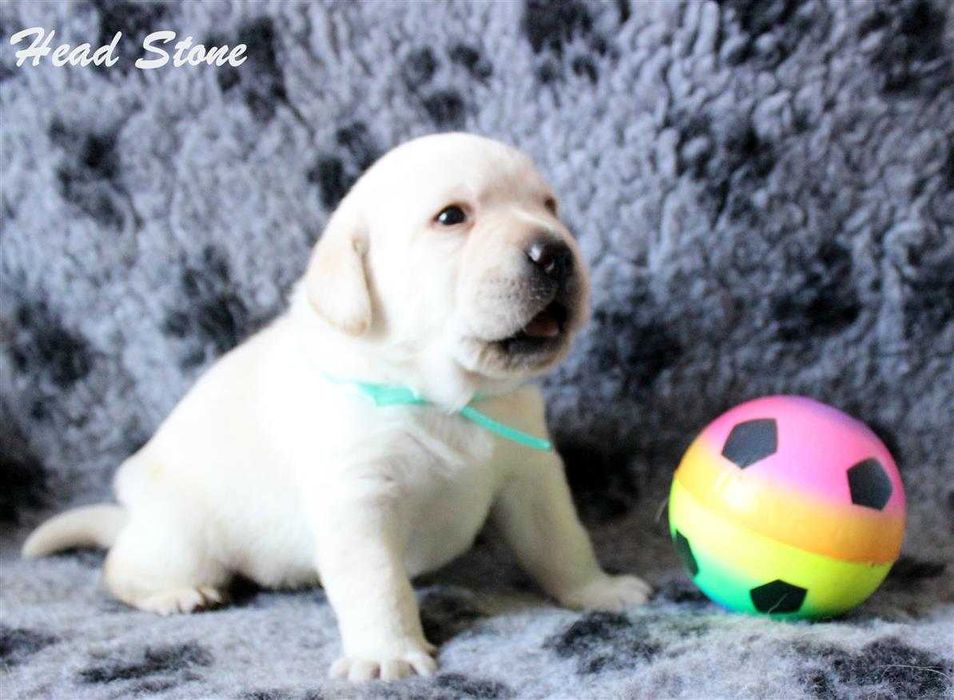 Лабрадор ретривер