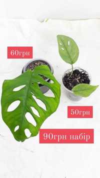 Від 90грн набір рослин монстера епіпремнум маранта филодендрон