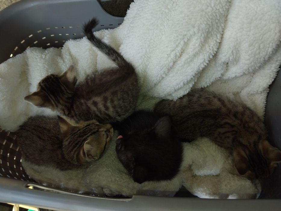 Dou gatinhos meigos e fofos