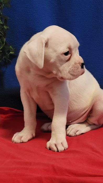 Bokser śliczny piesek