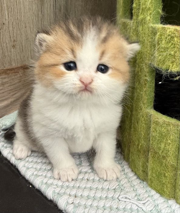 Femea scottish stright