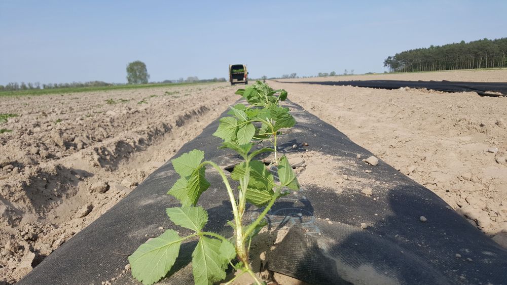 Maszyna do formowania zagonów i rozwijani folii , włókniny-producent