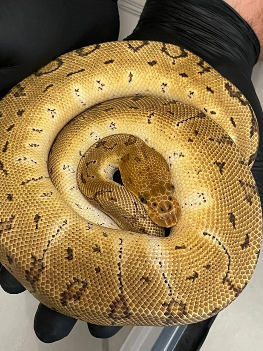 Węże, samce i samice